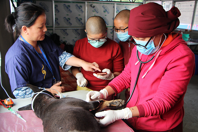 ༈ བཙུན་མ་རྣམས་ལ་སྒོ་ཕྱུགས་རིགས་སྐྱོབ་པའི་ཐབས་ལམ་དང་པོའི་སྦྱོང་བརྡར་སྤྲད་པ། 